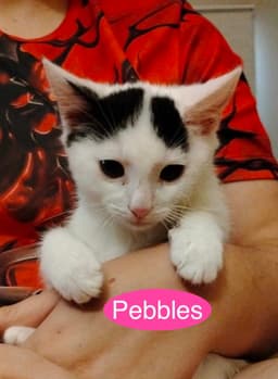 Pebbles image 4