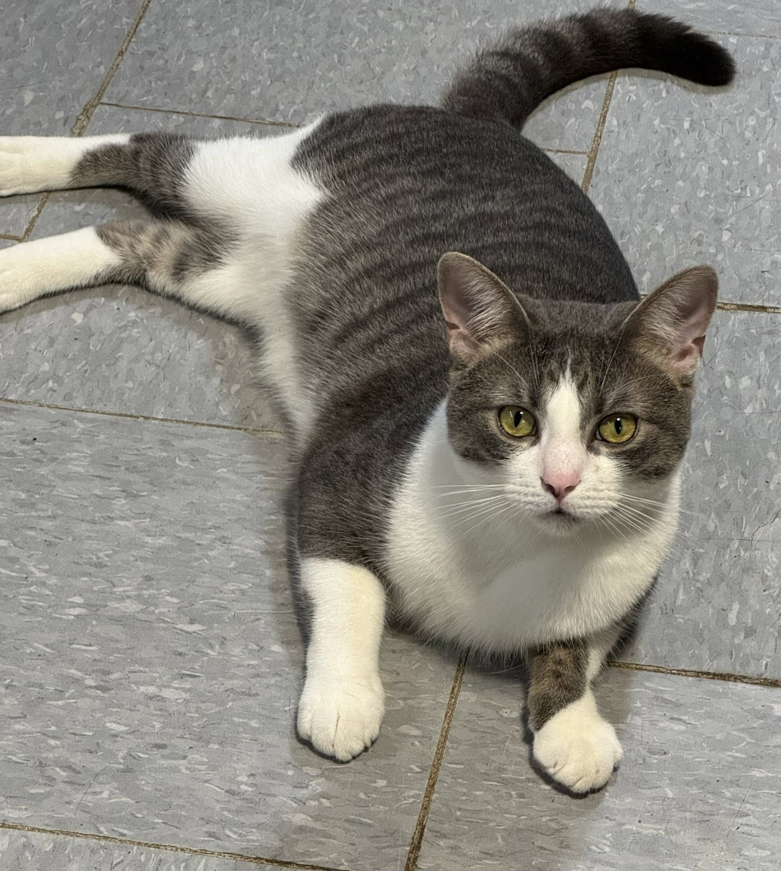 Spartacus - Domestic Short Hair