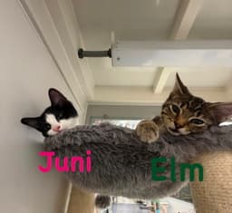 Elm image 2
