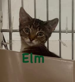 Elm image 3