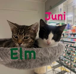 Juni image 4