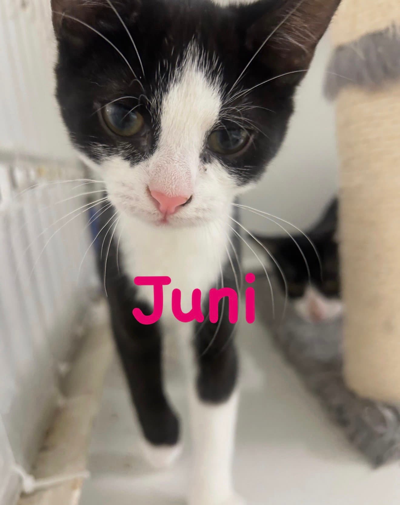 Juni - Domestic Short Hair