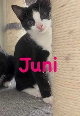 Juni image 2