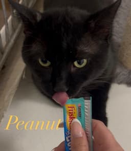 Peanut image 1
