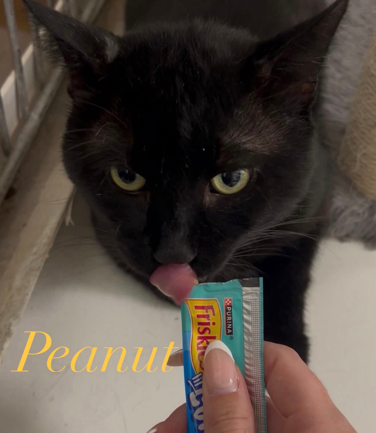 Peanut - Domestic Short Hair