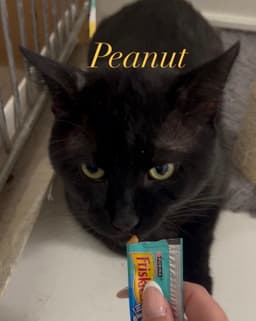 Peanut image 2