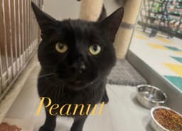 Peanut image 3