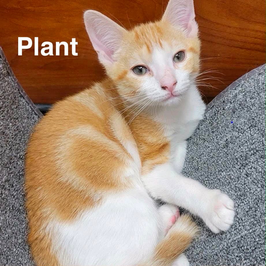 Plant - Domestic Short Hair