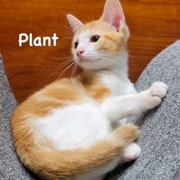 Plant image 2
