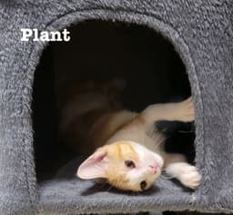 Plant image 3
