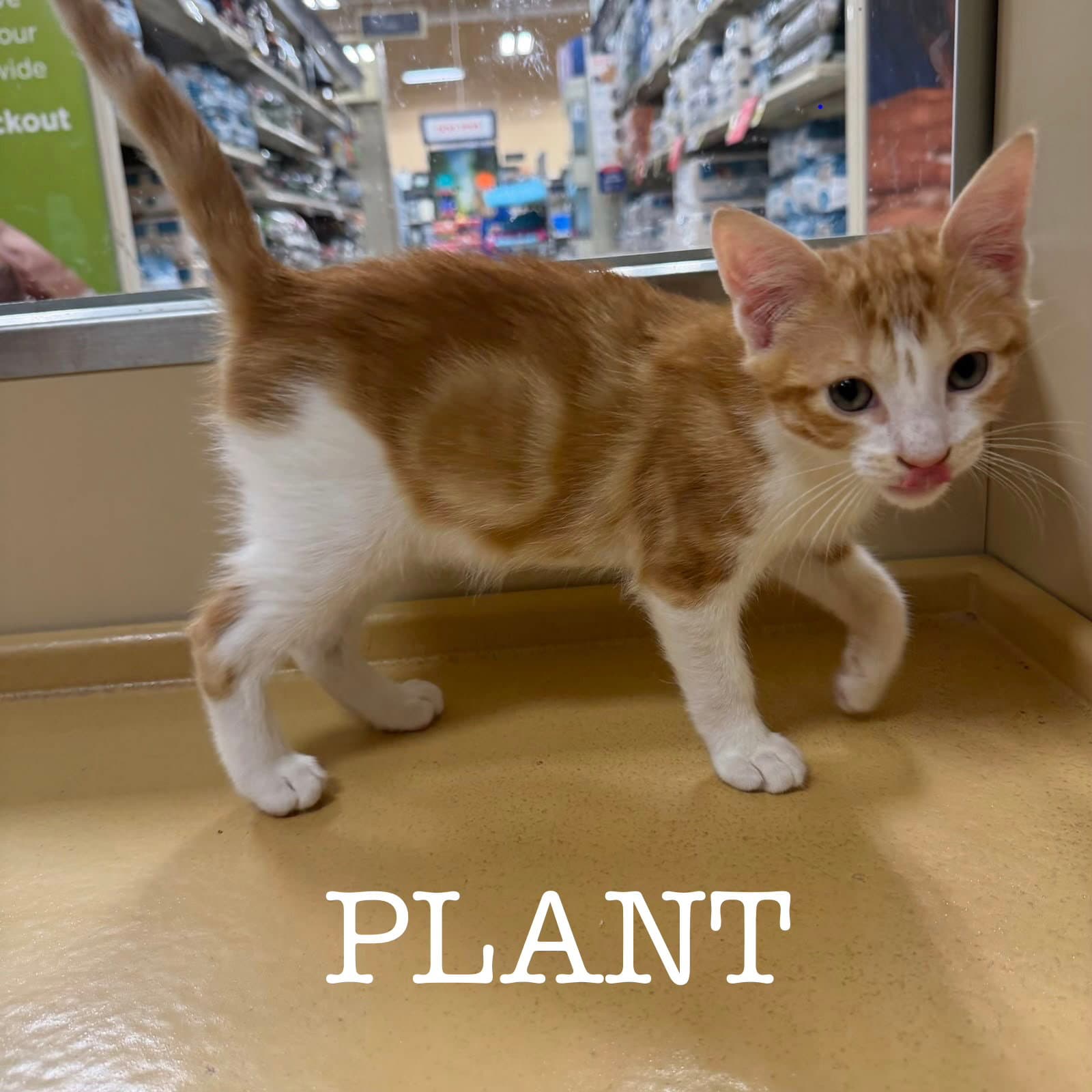 Plant - Domestic Short Hair