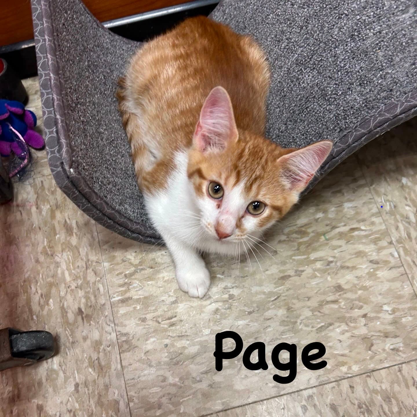 Page - Domestic Short Hair