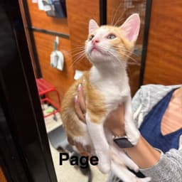 Page image 2
