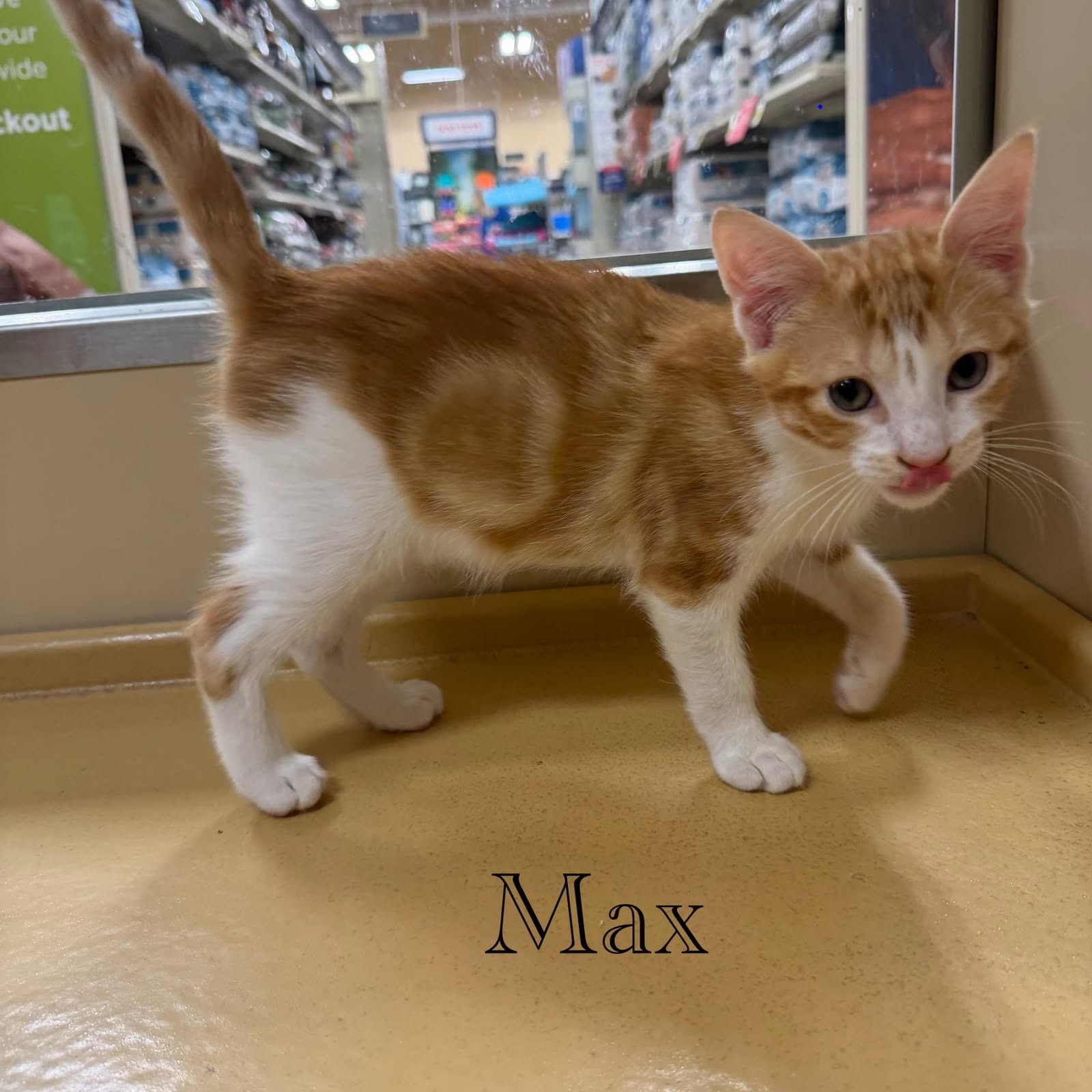 Max - Domestic Short Hair