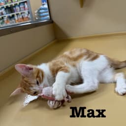Max image 2