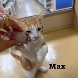 Max image 3