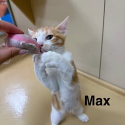Max image 4