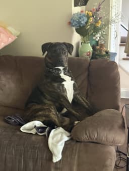 Tucker image 1