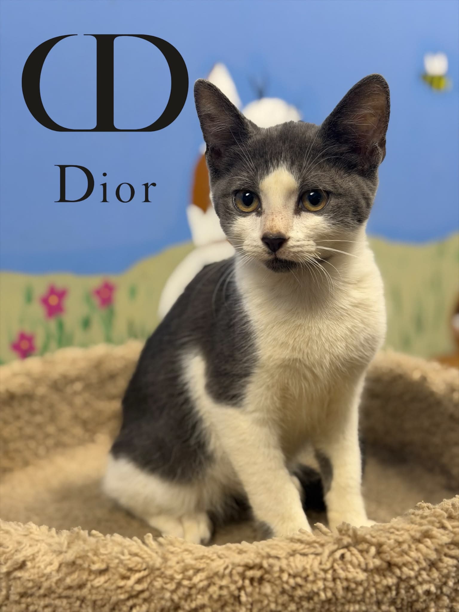 Dior - Domestic Short Hair