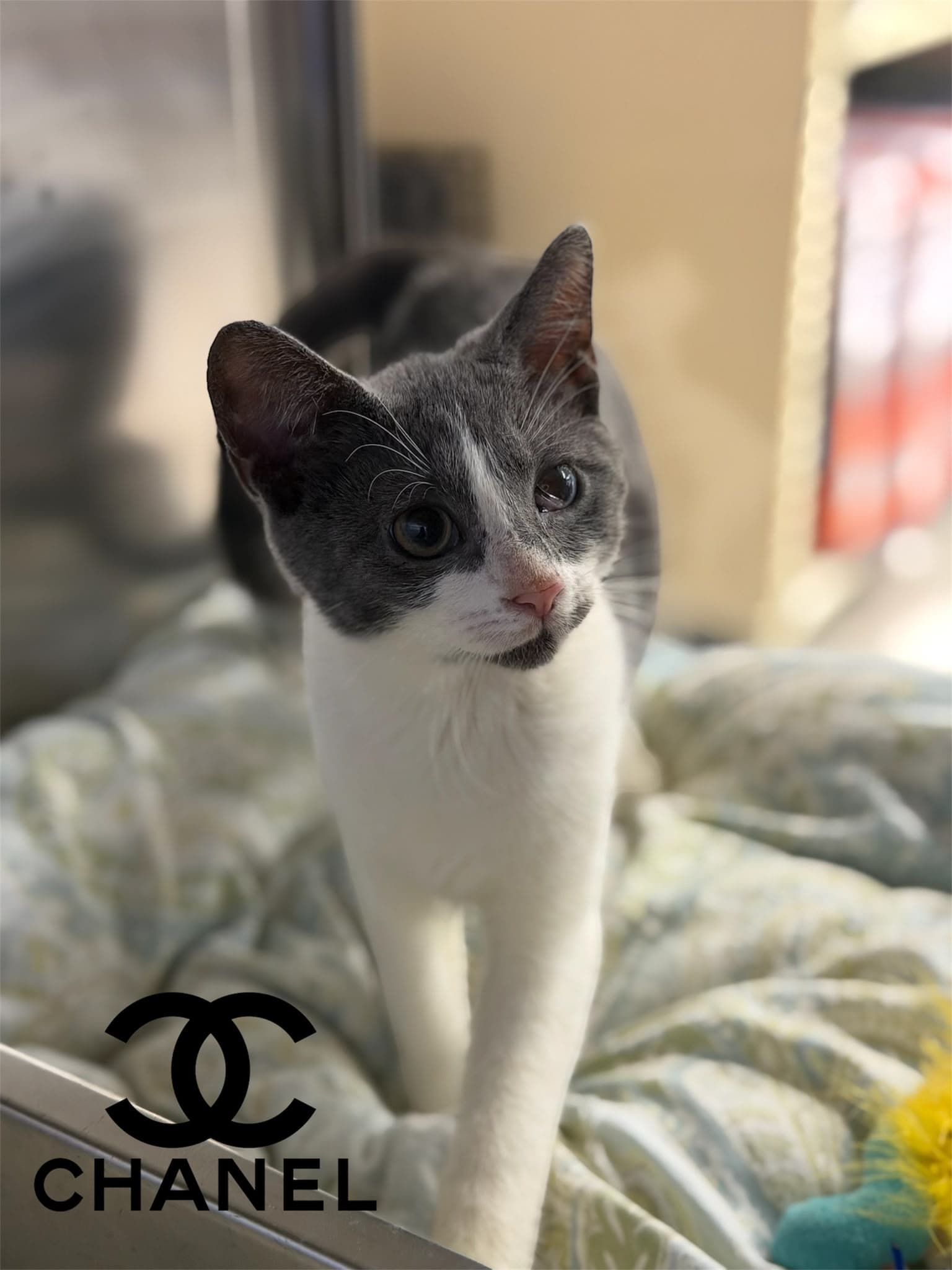 Chanel - Domestic Short Hair