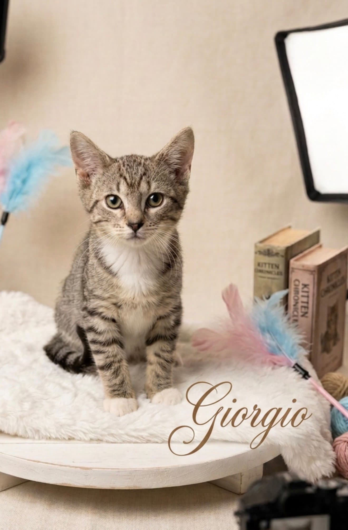 Giorgio - Domestic Short Hair