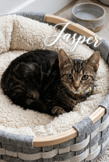 Jasper - Domestic Short Hair