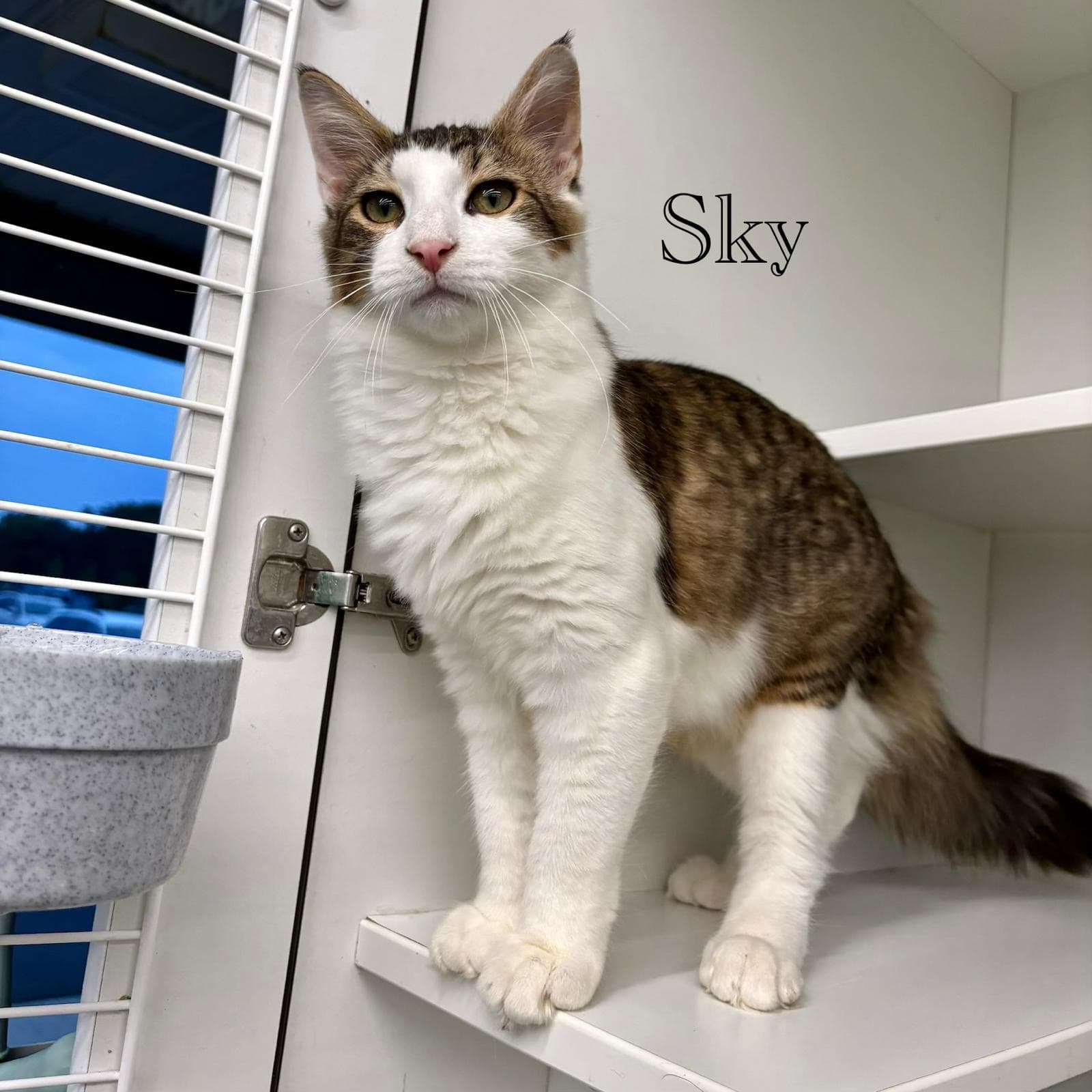 Sky - Domestic Short Hair
