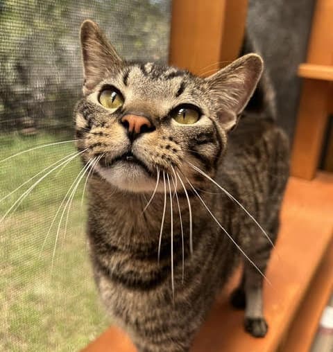 Payton - Domestic Short Hair