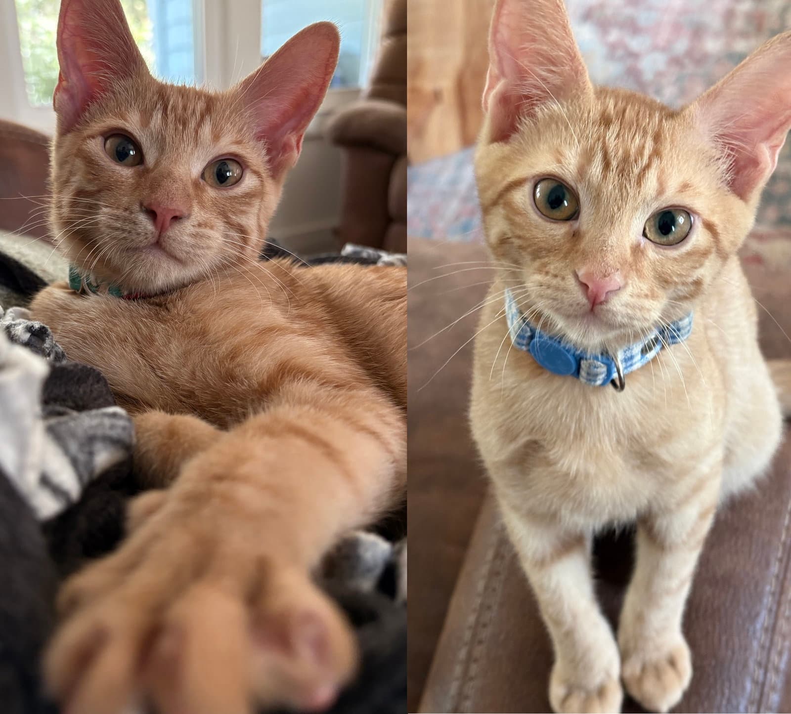 Torchy  Tito - Domestic Short Hair
