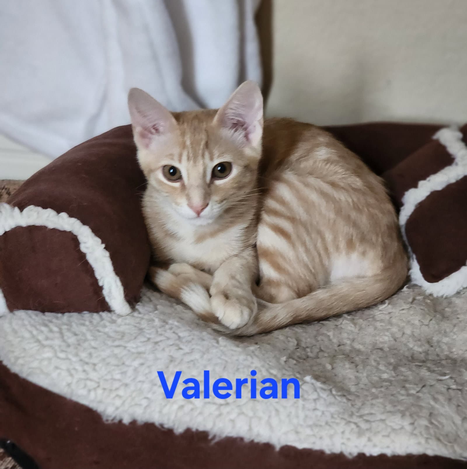 Shiso  Valerian - Domestic Short Hair