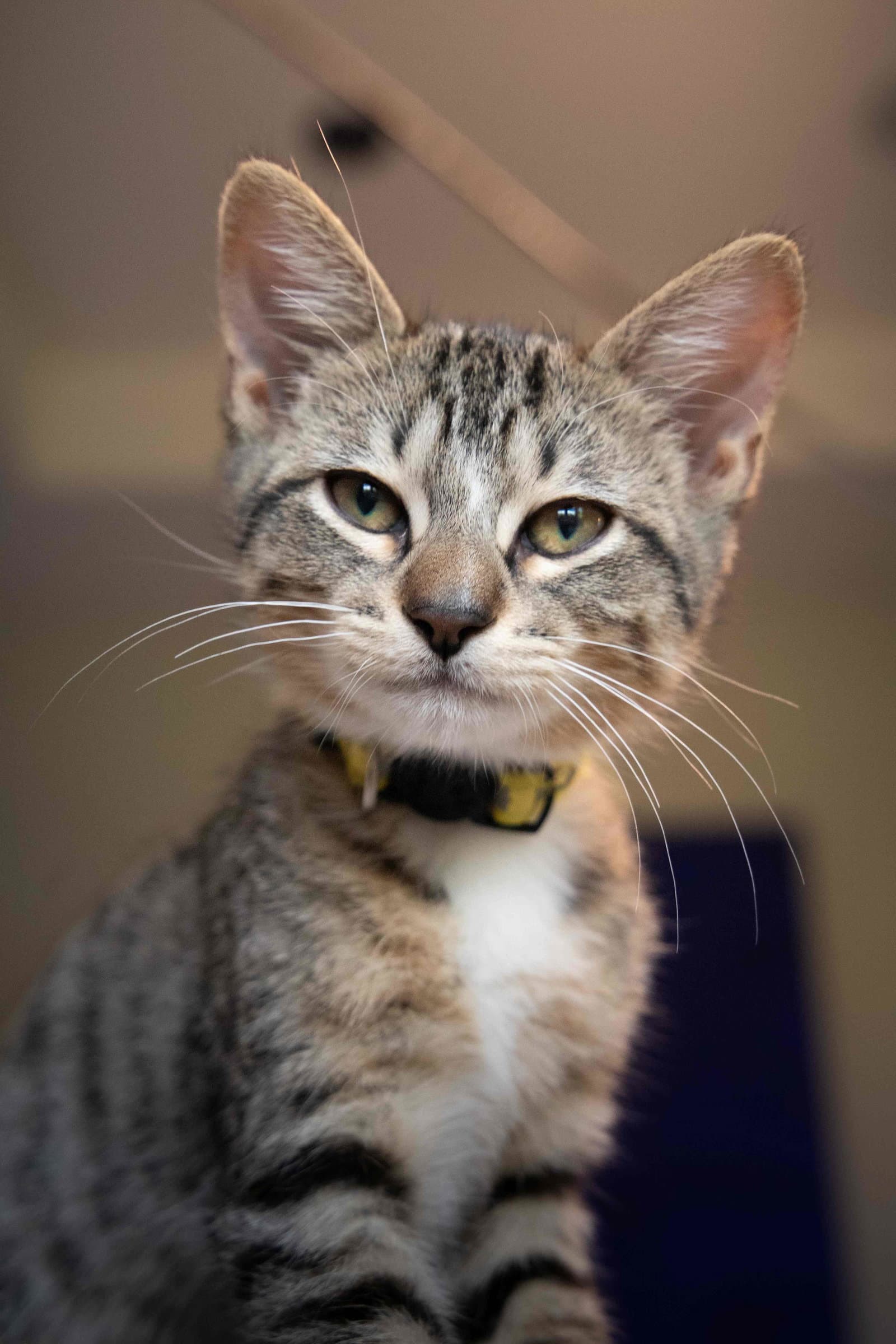 Slink - Domestic Short Hair