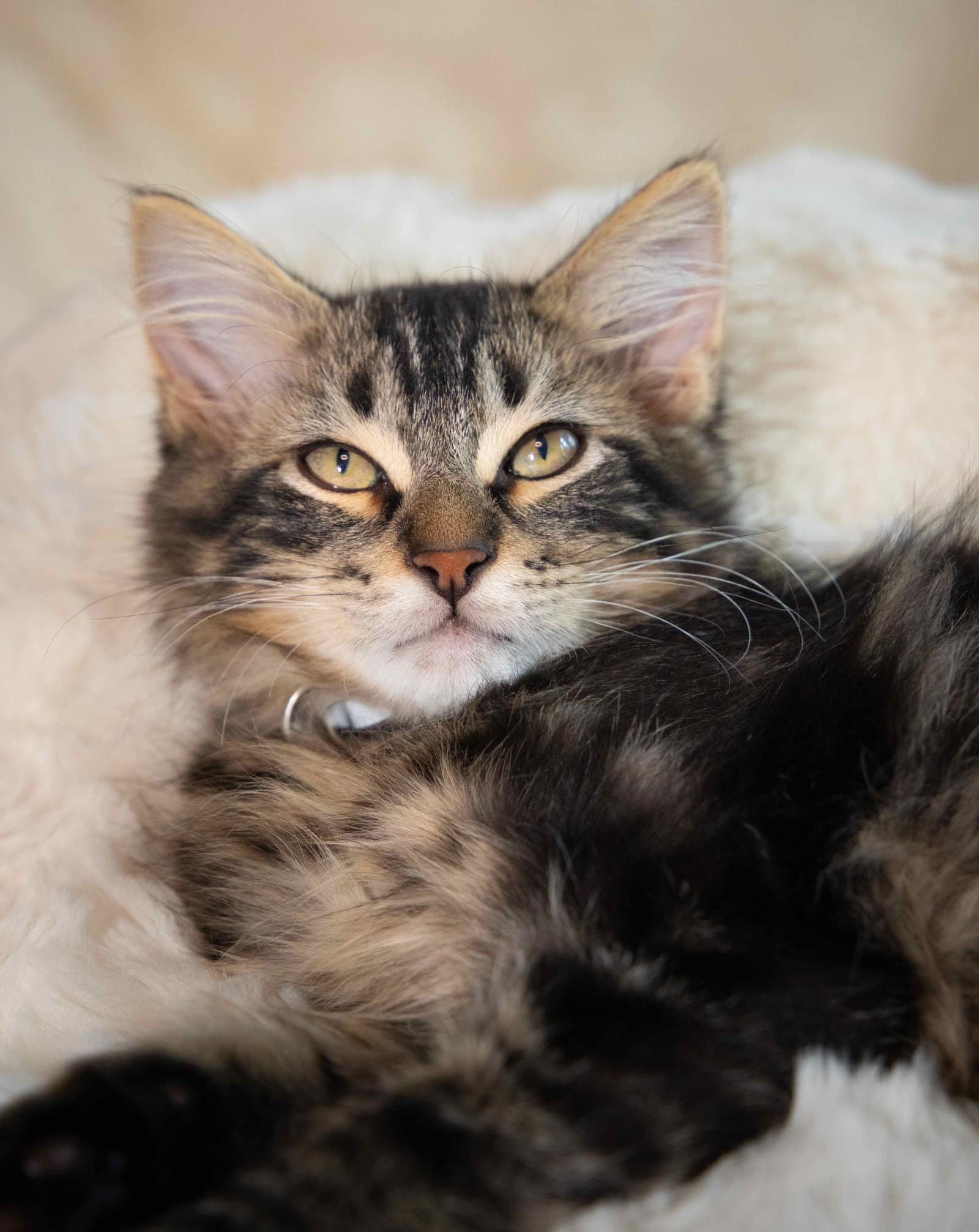 Woody - Domestic Long Hair