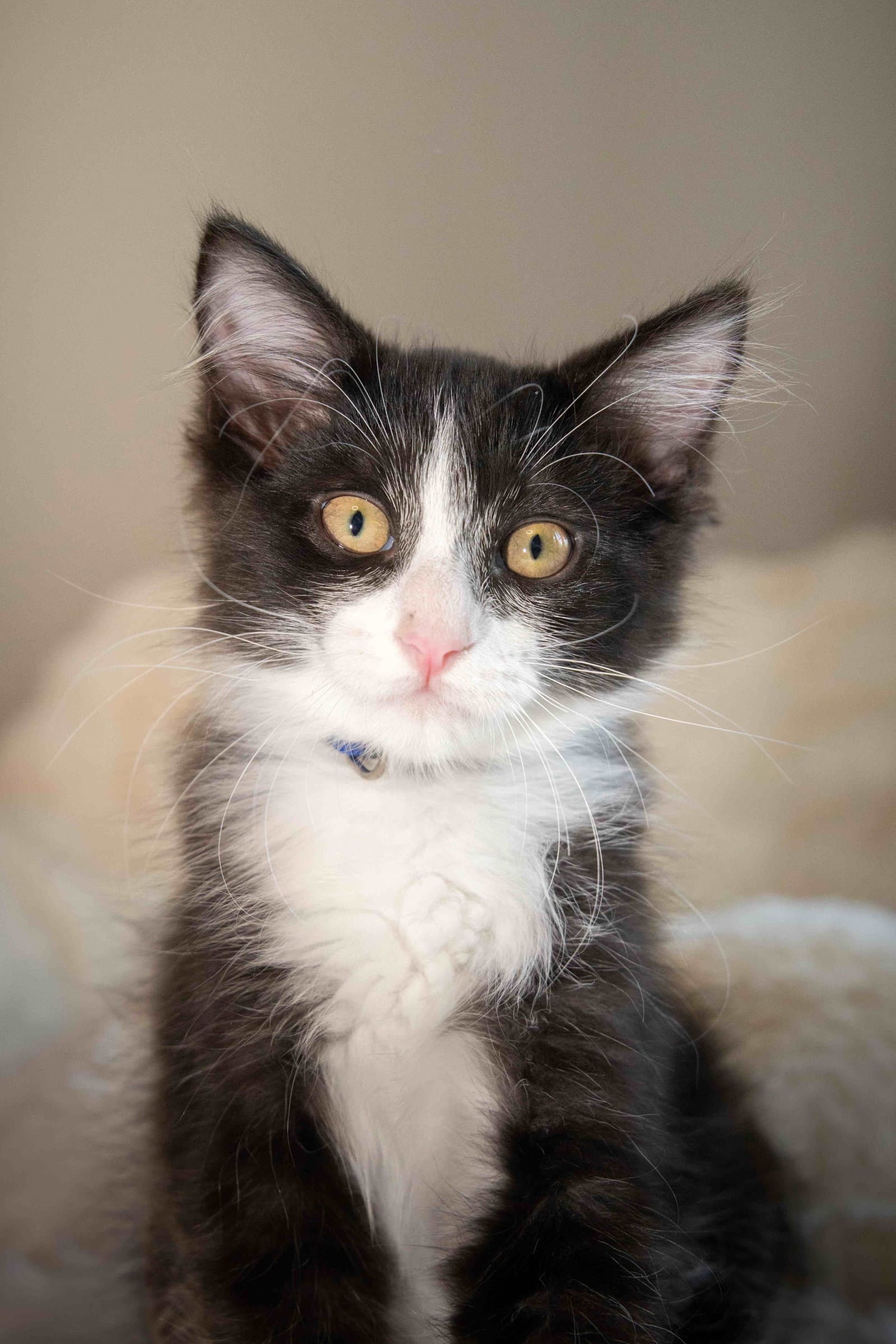 Buzz - Domestic Long Hair