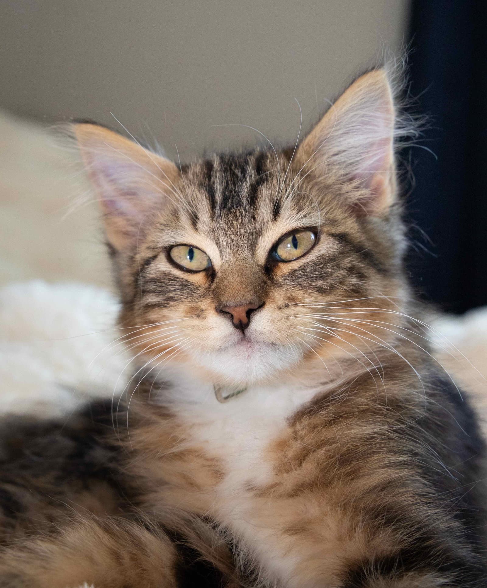 Rex - Domestic Long Hair