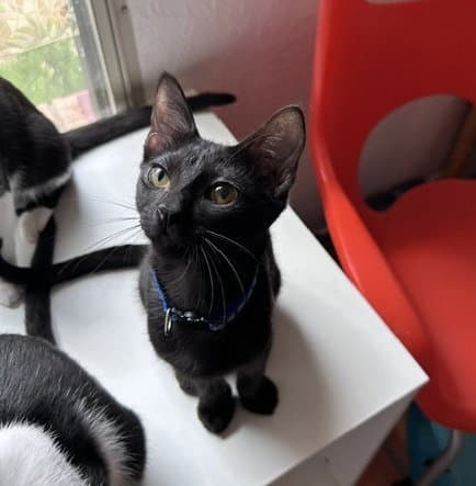 Hopper - Domestic Short Hair