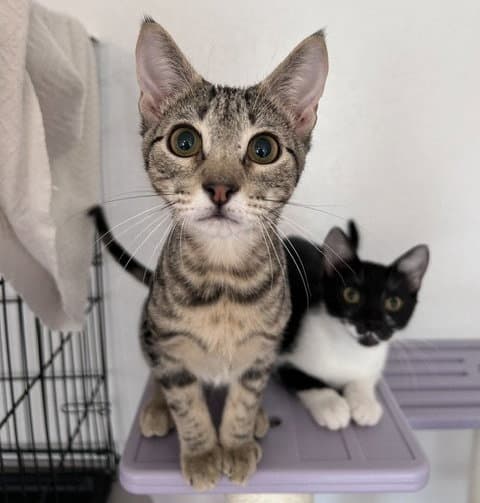 Dustin - Domestic Short Hair