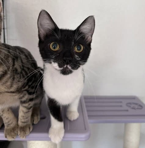 Eleven - Domestic Short Hair