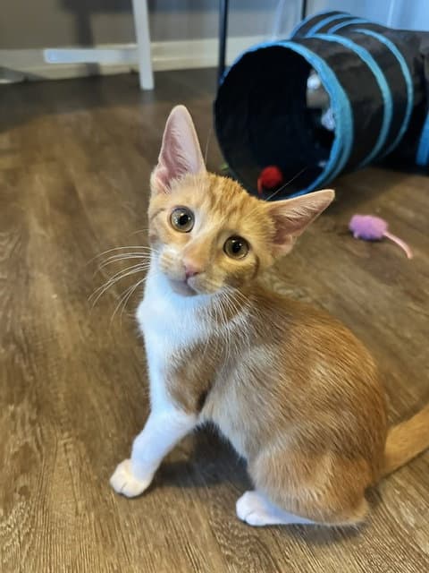 Lentil - Domestic Short Hair