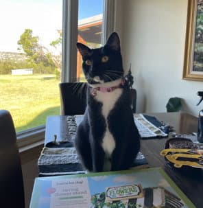 Goose Courtesy - Domestic Short Hair