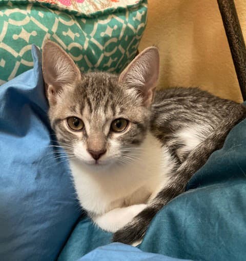 Jean - Domestic Short Hair