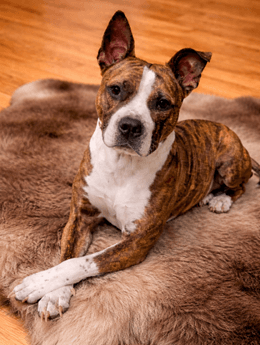 Pebbles - American Pit Bull Terrier