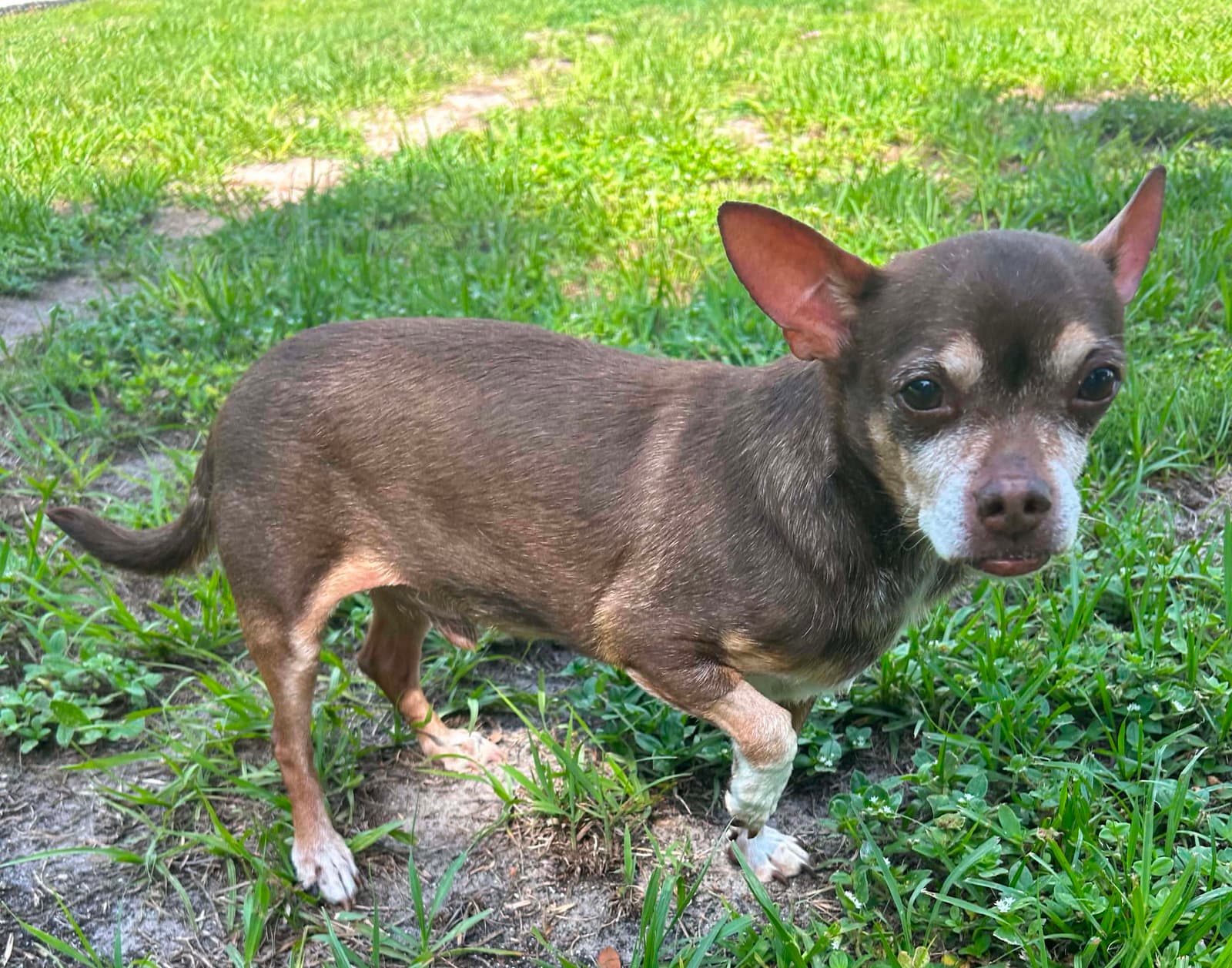Toby - Chihuahua