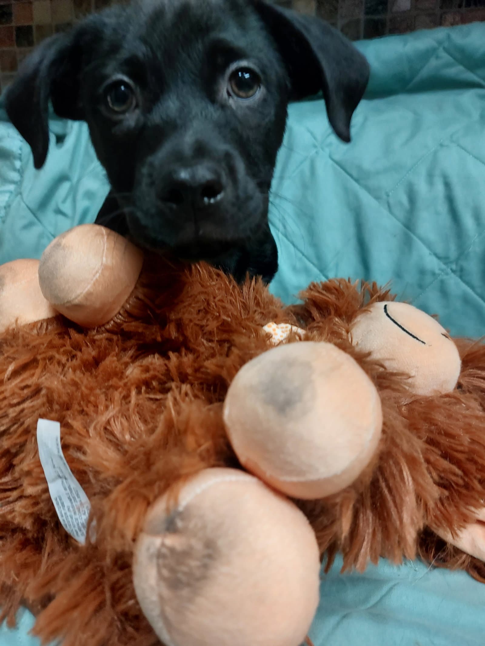 Lincoln - Labrador Retriever
