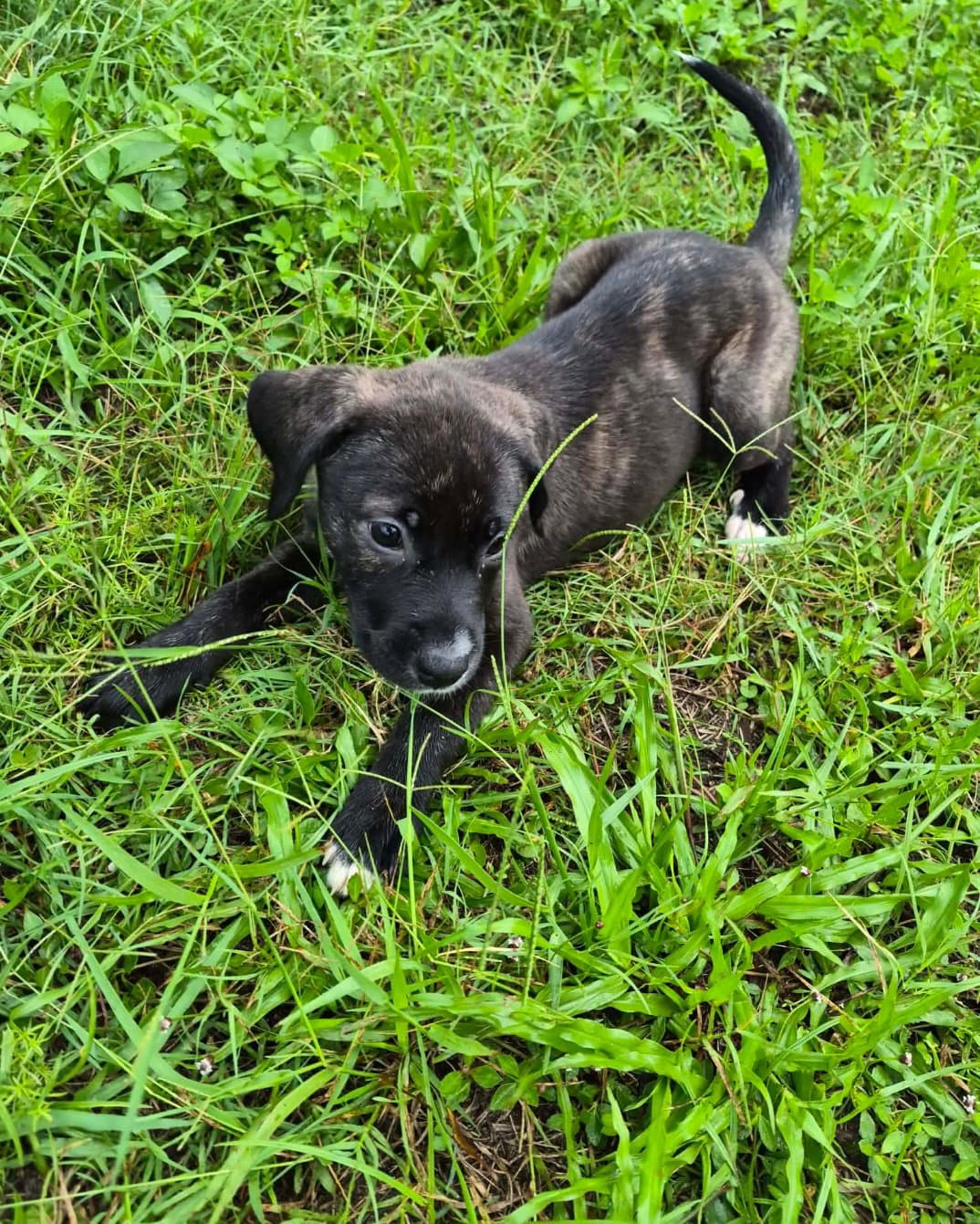 Elsa - Belgian Shepherd Malinois