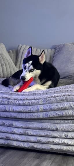Balto image 1