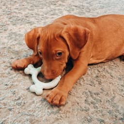 Bruno image 1