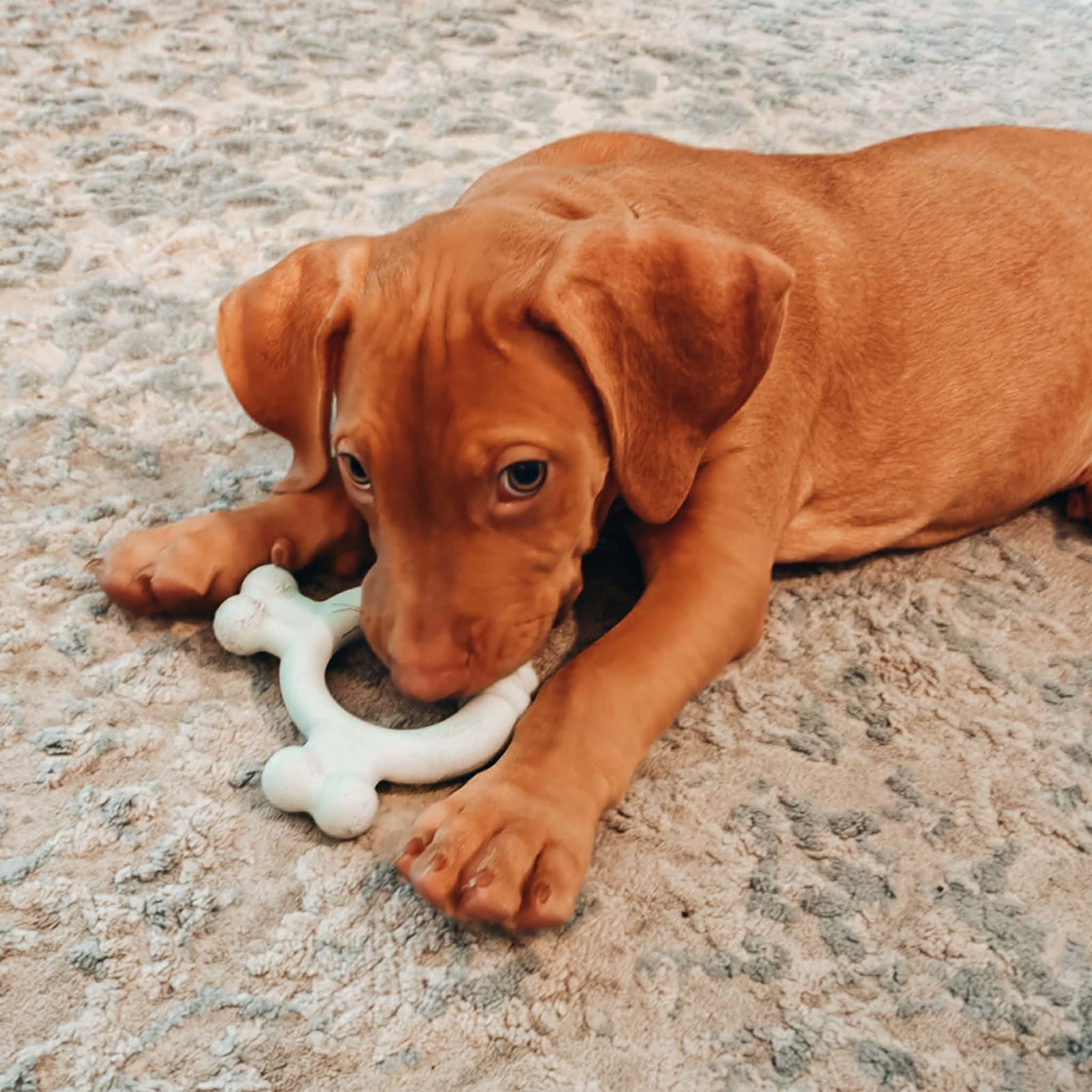 Bruno - Vizsla