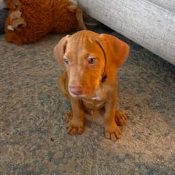 Bruno image 2