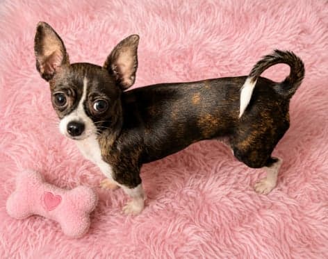 Gigi - Chihuahua