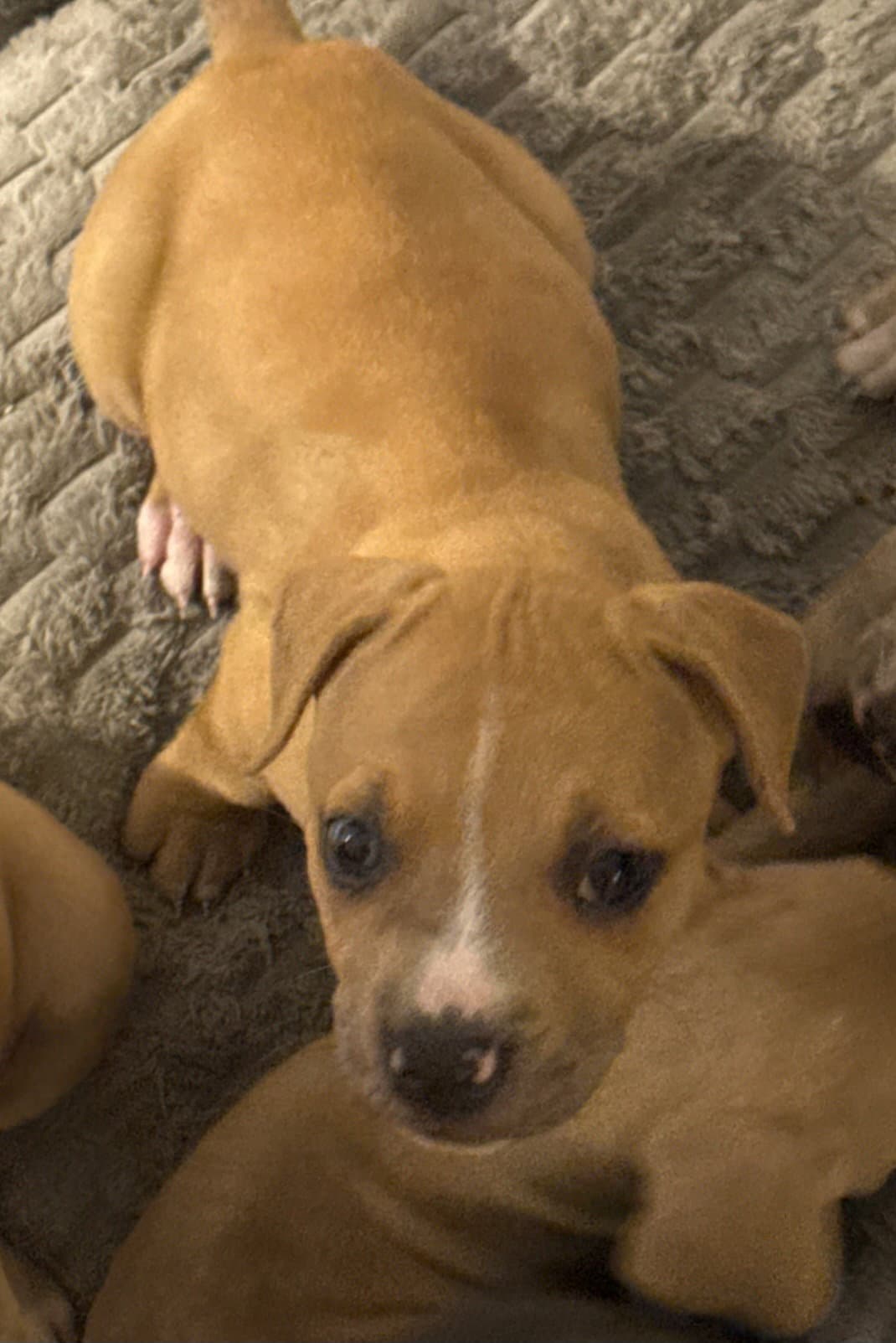 Angel - American Pit Bull Terrier